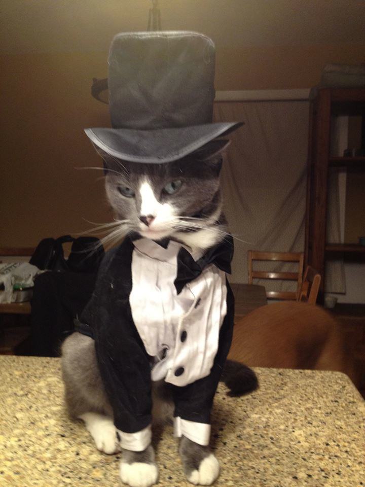 21 Adorable Animals Wearing Hats Pleated Jeans