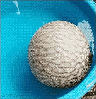 kJRl9kw.gif