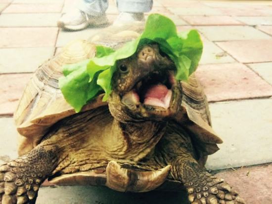 21 Adorable Animals Wearing Hats