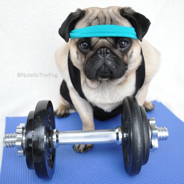 dog pug workout fitness jeans working meet nutello yeah fashionable internet pleated cat
