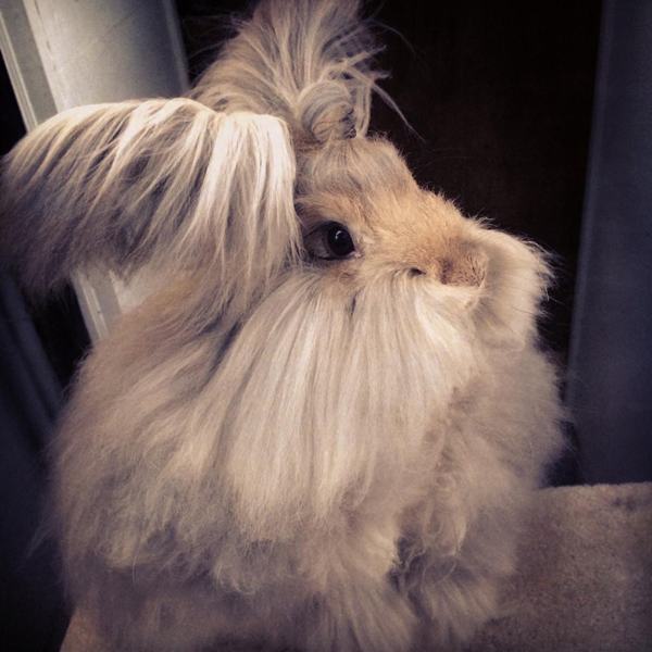 16 Angora Rabbits That Really Need a Haircut (16 Pics) Pleated Jeans