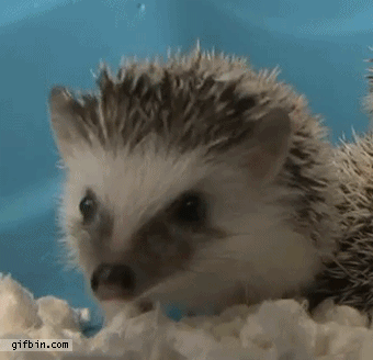 the 15 best hedgehog gifs on the planet