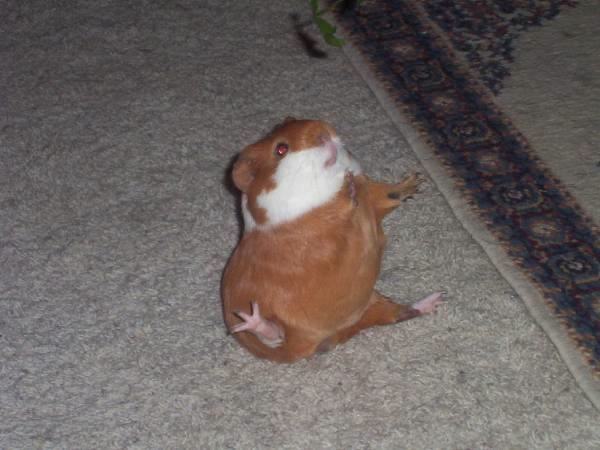 21 Animals That Just Went Full Derp