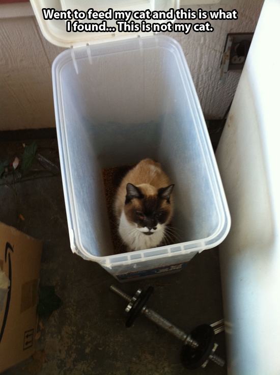 I Don T Own A Cat THIS IS NOT MY CAT! (24 pics) | Pleated Jeans