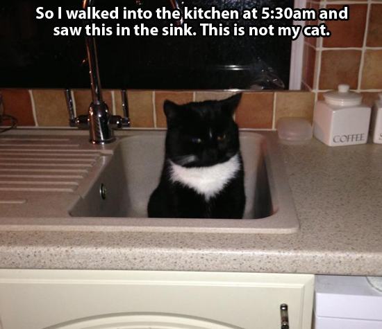 THIS IS NOT MY CAT! (24 pics)