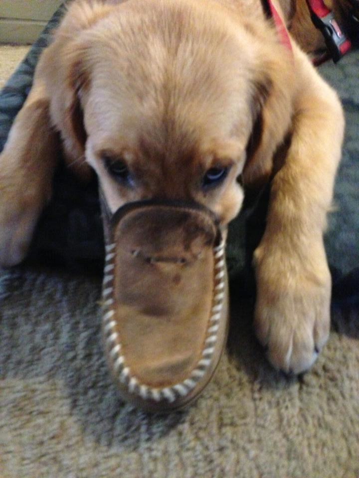 dumb dogs 14 dumb animal facts that are absolutely true pleated dumb dogs 14 dumb animal facts that are absolutely true pleated