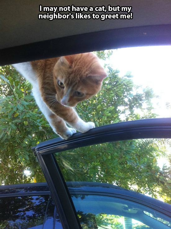how to a not to cats this is not my cat 24 pics pleated how to a not to cats this is not my cat 24 pics pleated