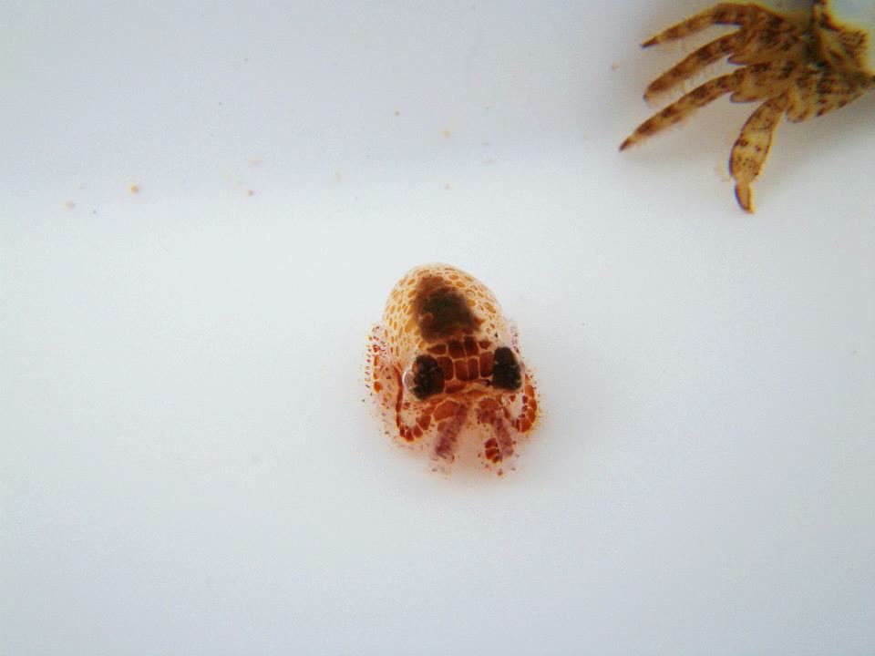20 Adorable Animal Invertebrates