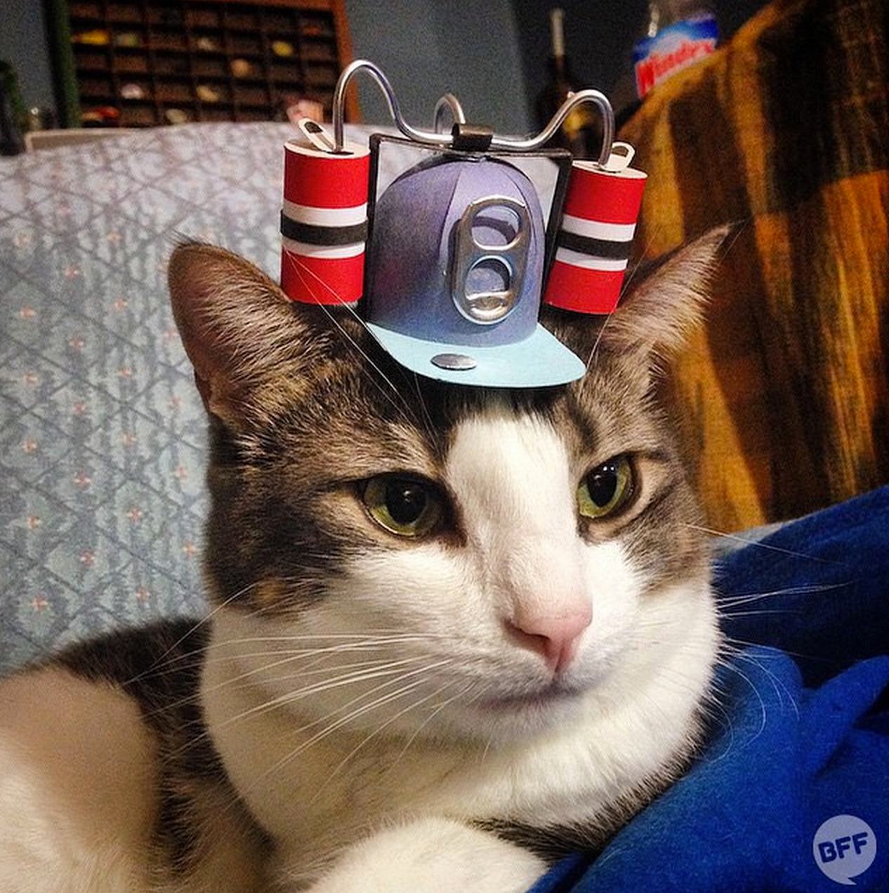 'Tiny Hats on Cats' is Your New Favorite Instagram Account