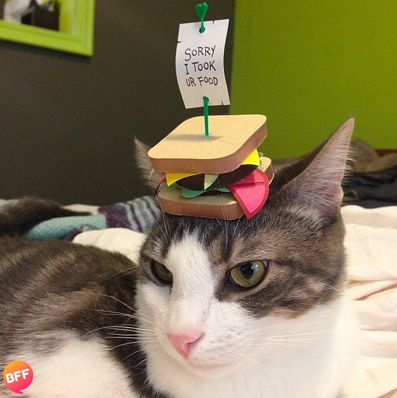 'Tiny Hats on Cats' is Your New Favorite Instagram Account Pleated Jeans