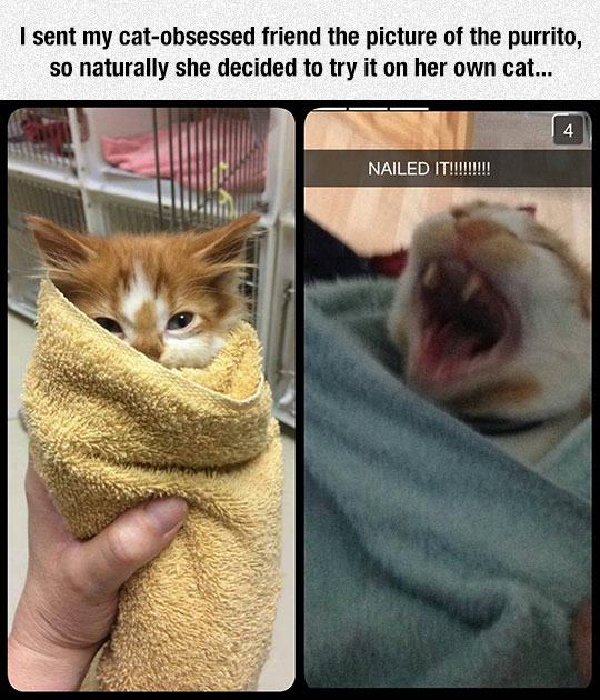 Cat Screaming Tumblr Meme Cat Screaming Tumblr Meme