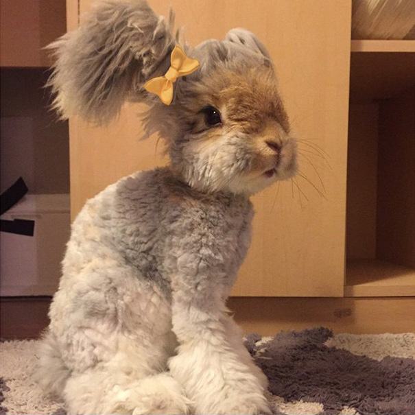 Meet Wally The Bunny That Looks Like He Has Wings for Meet Wally The Bunny That Looks Like He Has Wings for