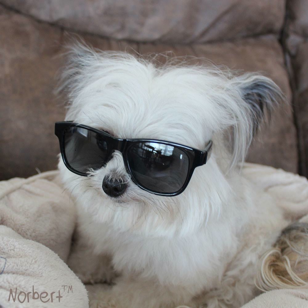 norbert dog stuffed animal