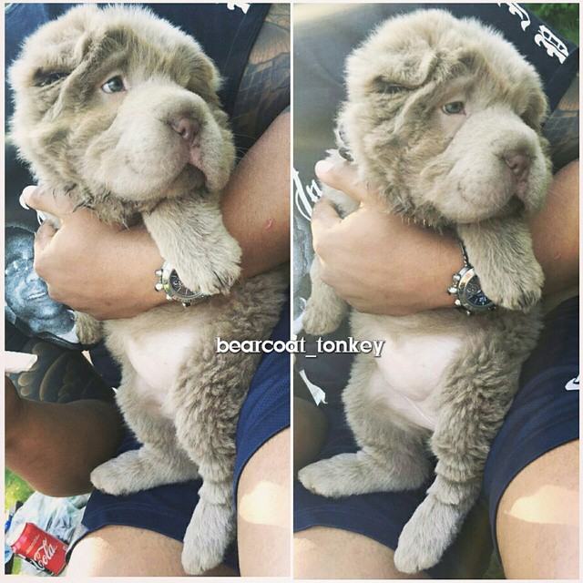 tonkey dog