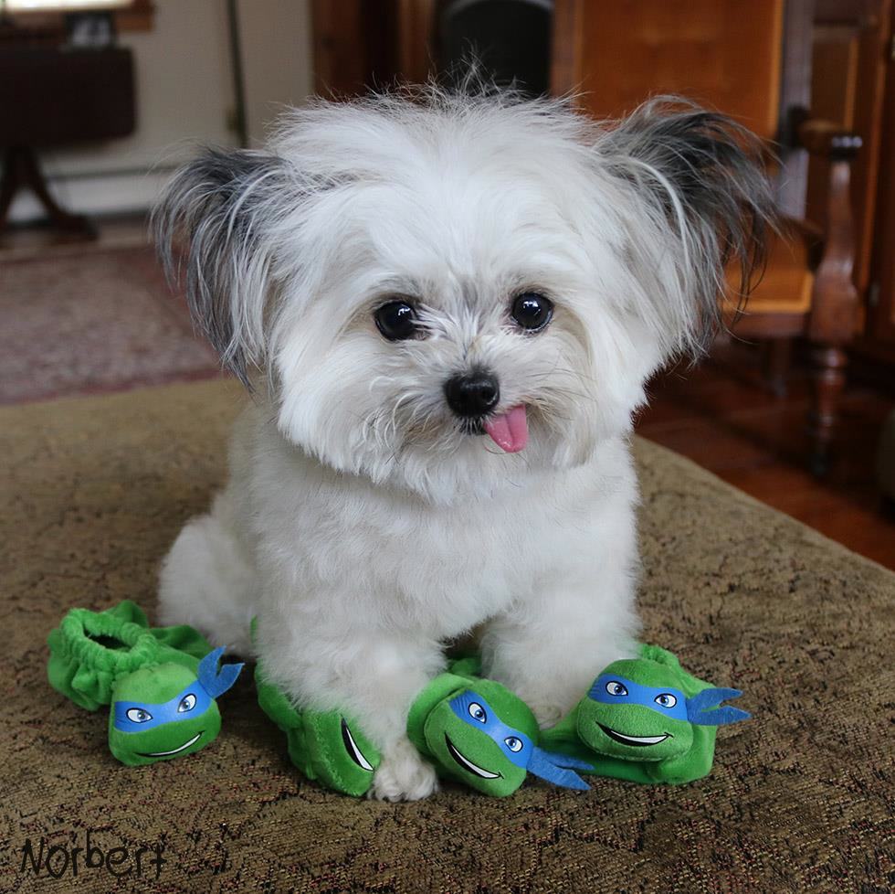 the puppies 15 adorable photos of norbert the pleated the puppies 15 adorable photos of norbert the pleated