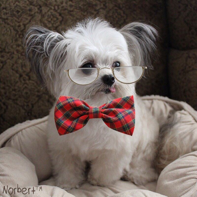 norbert the 15 adorable photos of norbert the pleated norbert the 15 adorable photos of norbert the pleated