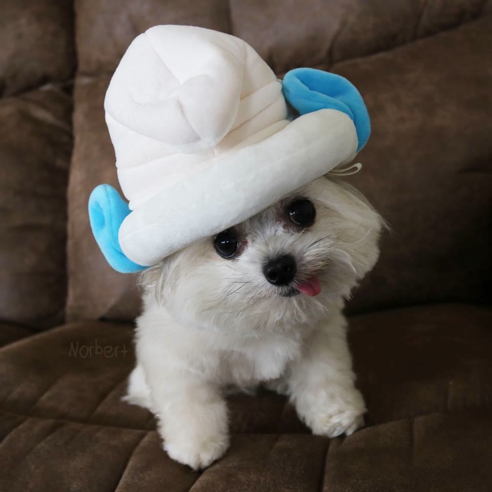 norbert the leenks 15 adorable photos of norbert the norbert the leenks 15 adorable photos of norbert the