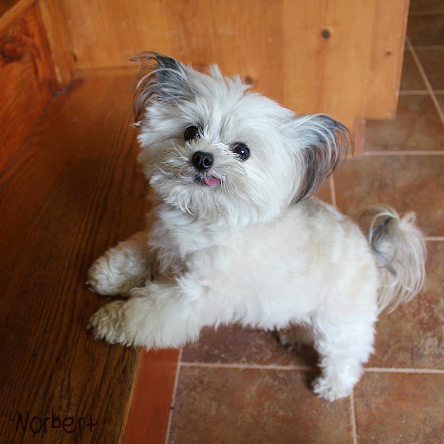 15 Adorable Photos of Norbert the Dog | Pleated Jeans