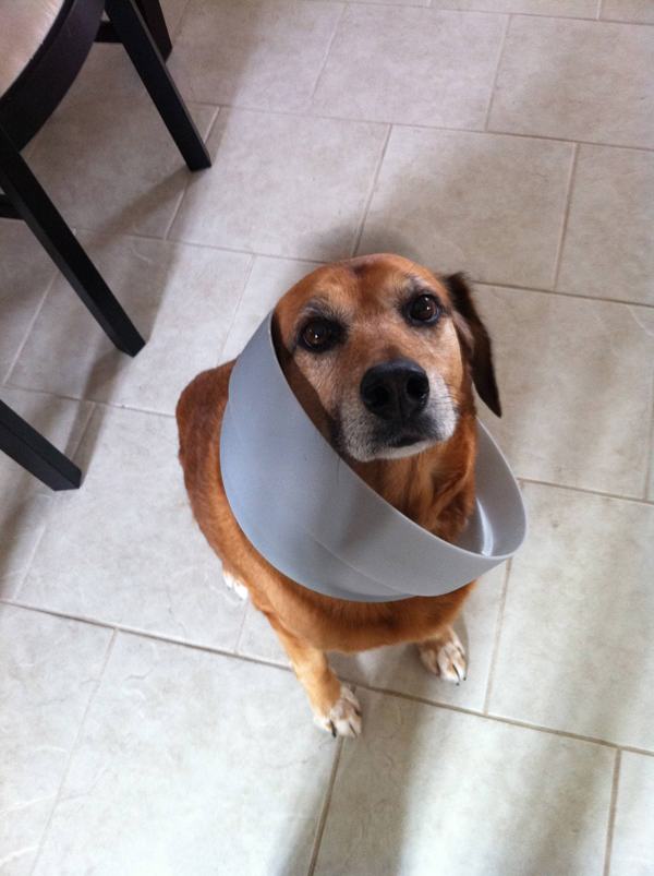 12 Dogs That Just Got Caught Sneaking Food From the Trash Pleated Jeans