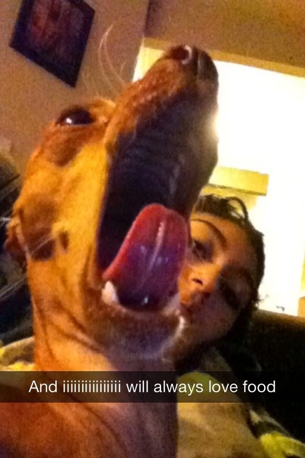 snapchat funny dog snapchats animal dogs jokes puns hilarious bad lovers funniest ever animals perfect memes pet quotes things sayings