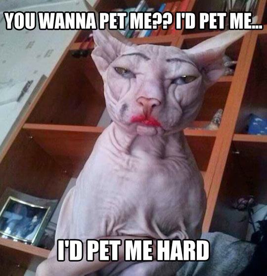 Cat Look At My Balls Meme Cat Look At My Balls Meme