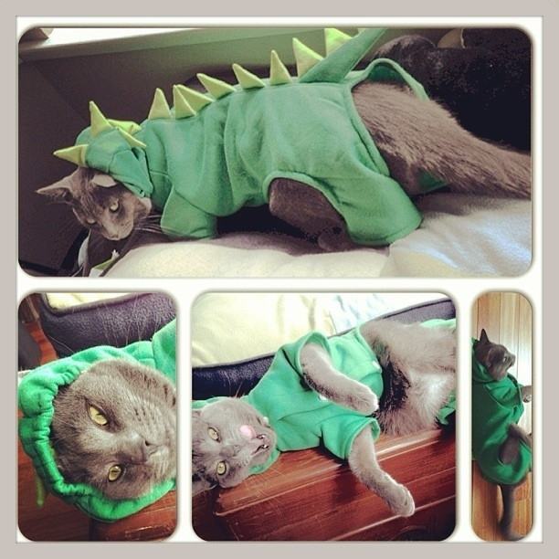 22 Cats That Absolutely Hate Their Halloween Costumes Pleated Jeans