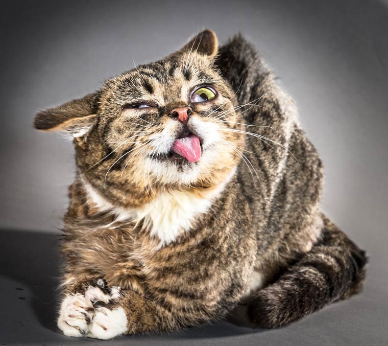 'Shake Cats' Photo Series Captures the Hilarious Faces of Cats Shaking