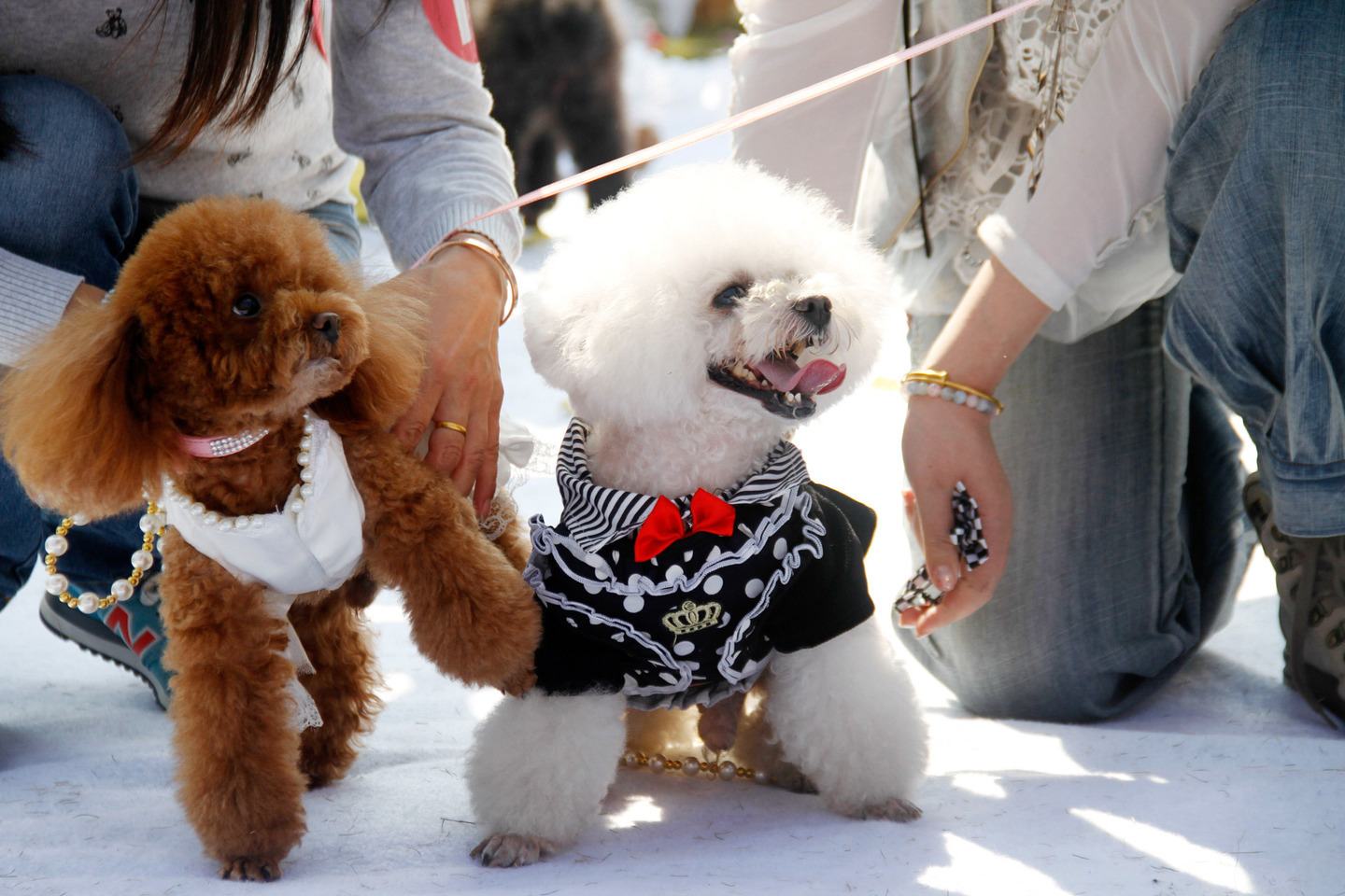 These 15 Dog Couples Totally Just Got Married these 15 dog couples totally just got married
