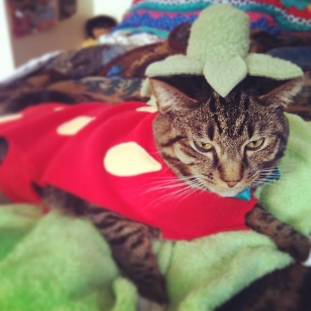 22 Cats That Absolutely Hate Their Halloween Costumes Pleated Jeans