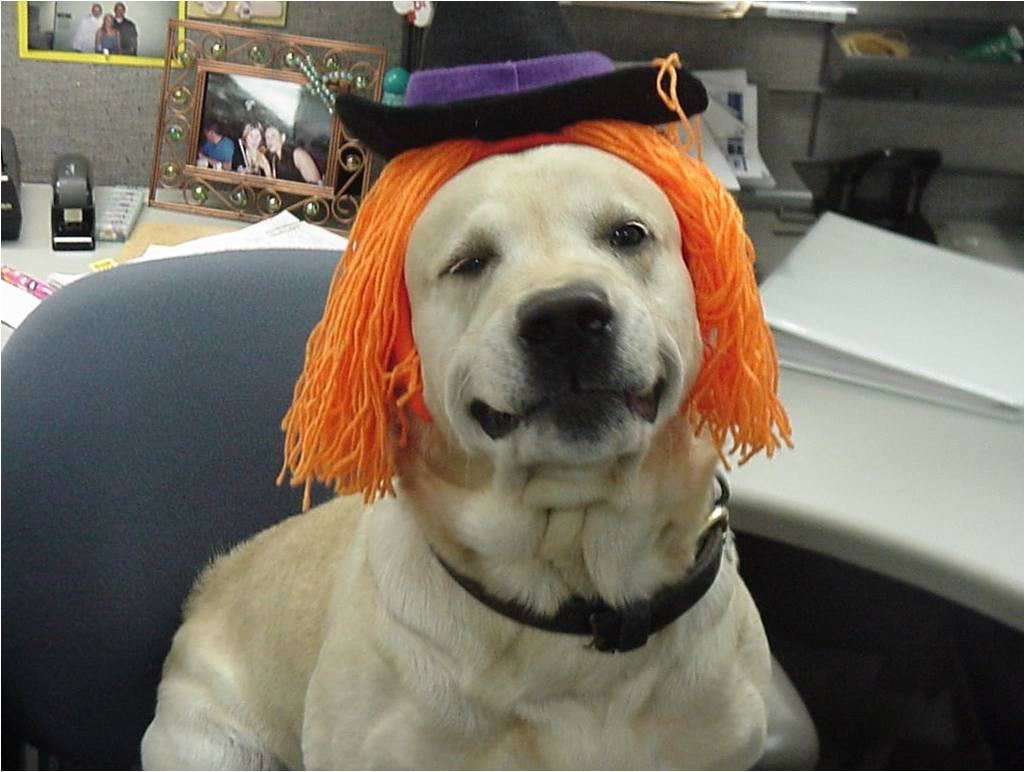 dogs wearing hats 18 adorable dogs wearing hats pleated dogs wearing hats 18 adorable dogs wearing hats pleated