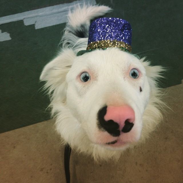 18 Adorable Dogs Wearing Hats