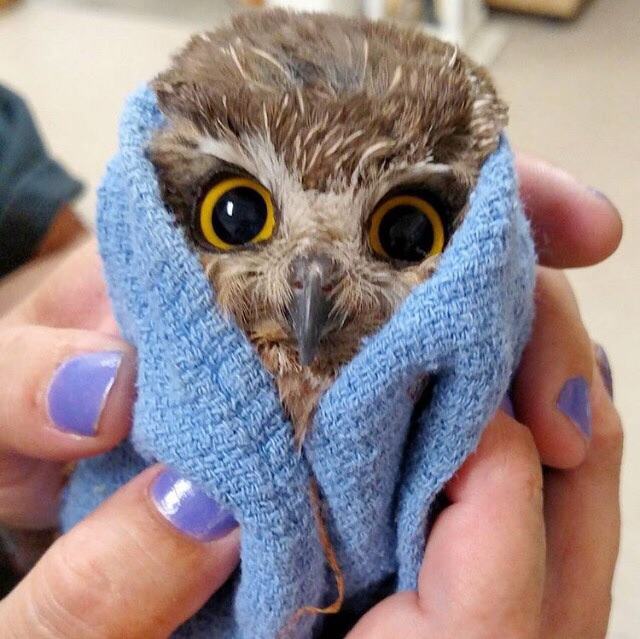 30 Images That Prove Owls Are the Cutest Birds on the Pleated