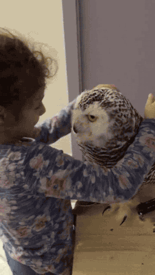 30 Images That Prove Owls Are the Cutest Birds on the Planet