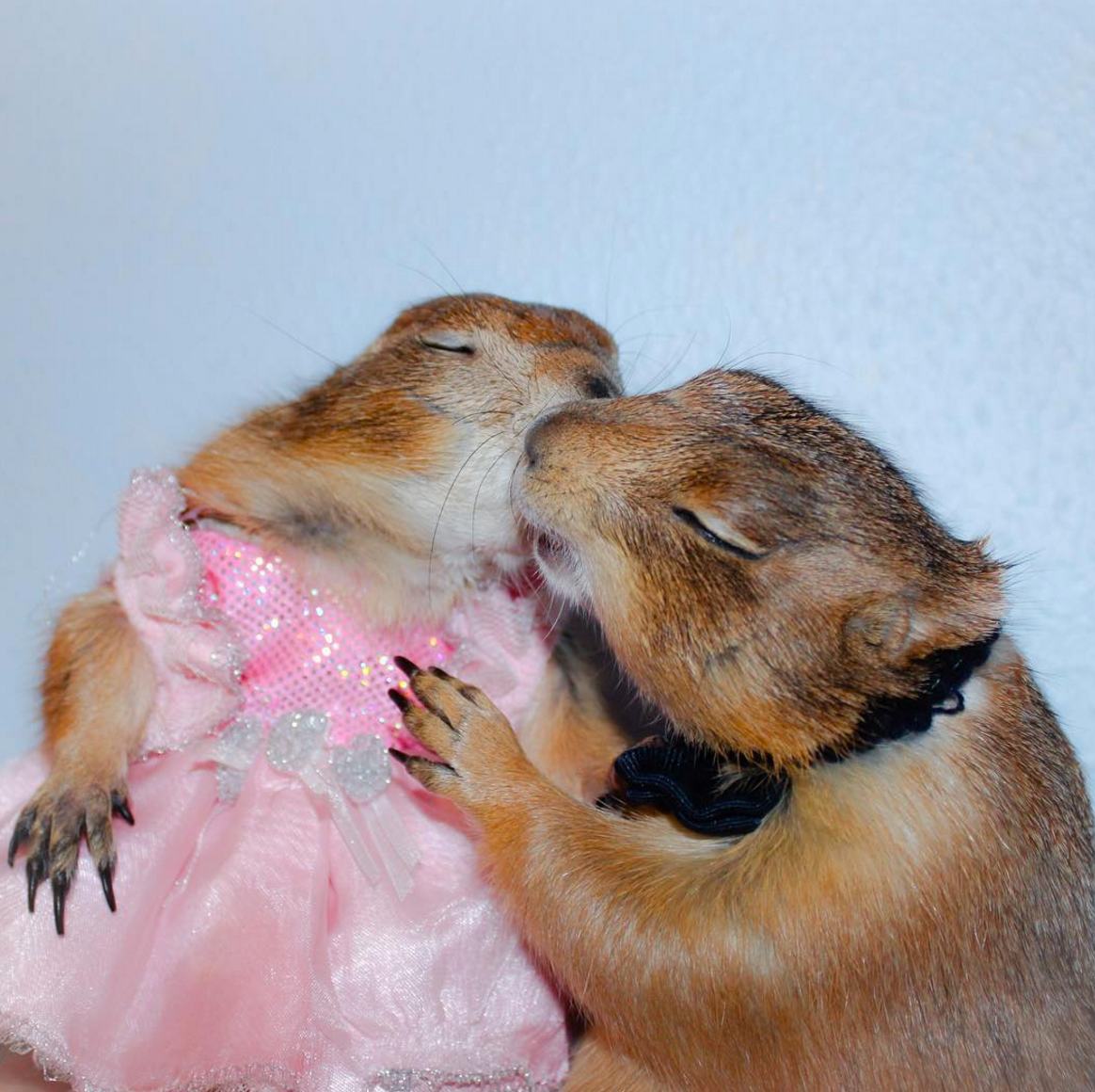 dogs on the meet and swarley the two most important prairie dogs on the pleated dogs on the meet and swarley the two most important prairie dogs on the pleated