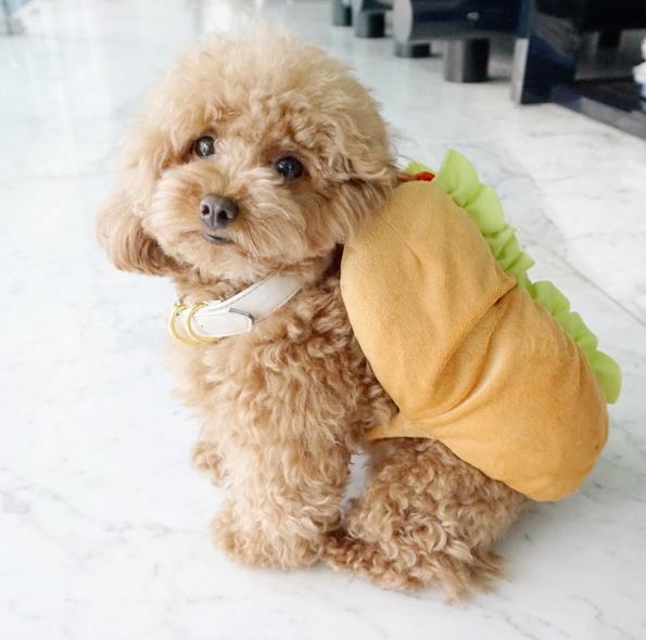Ginger Doodle is the Internet's Cutest Little Toy Poodle Ginger Doodle is the Internet's Cutest Little Toy Poodle