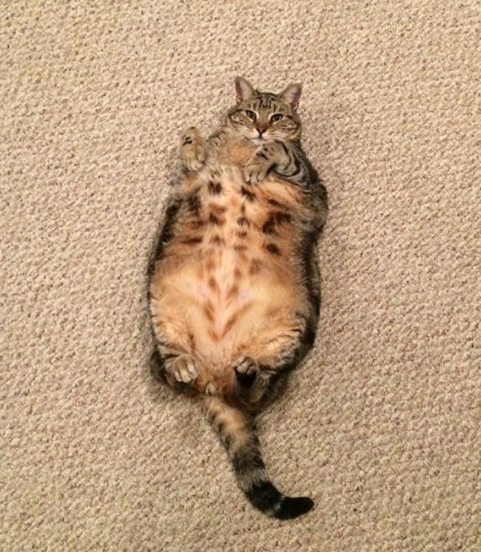21 Delightfully Chubby Cats That Prove Big is Beautiful Pleated Jeans