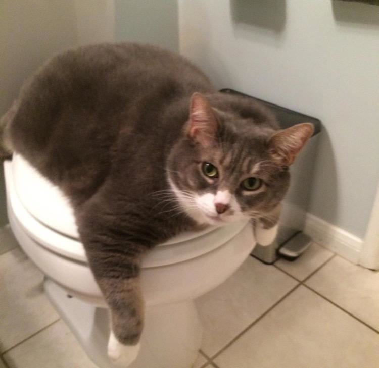 Pictures Of Overweight Cats Pictures Of Overweight Cats