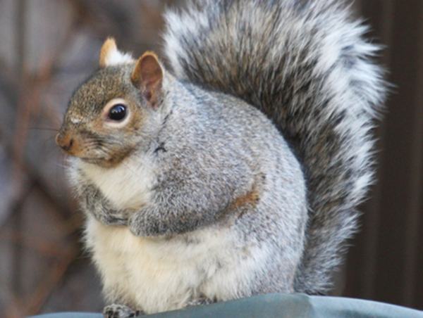 19 Fat Squirrels That Totally Over Ate This Winter | Pleated Jeans