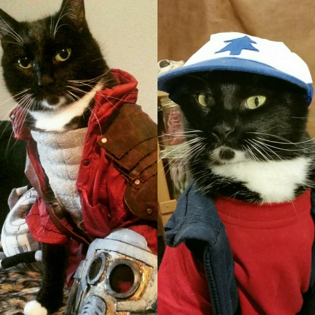 This Blog Features Nothing But Cats in Cosplay (14 Pics)
