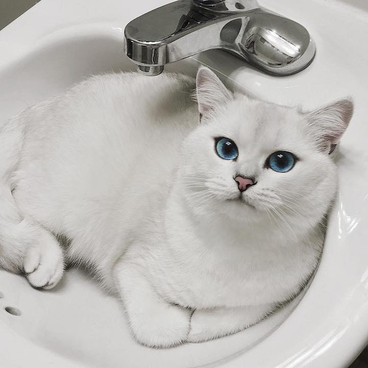 Meet Coby: The Cat With the Most Beautiful Eyes Ever | Pleated Jeans