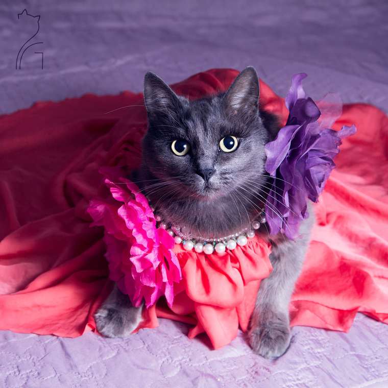 Image result for glamorous cats