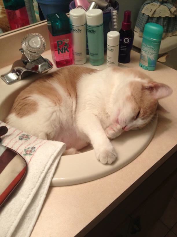 24 Pictures That Prove Cats Can Sleep Anywhere