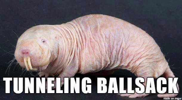 26 Better Names for Animals