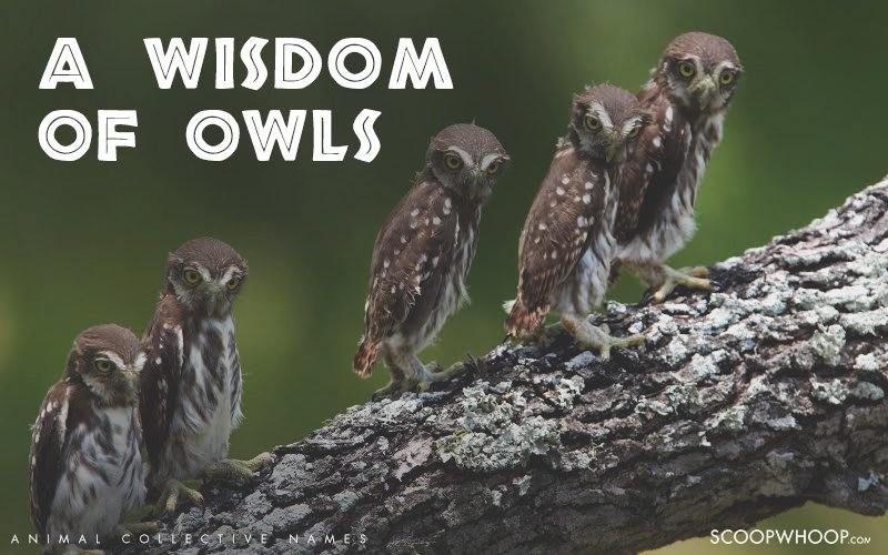 The 24 Coolest Names for Groups of Different Animals Pleated Jeans