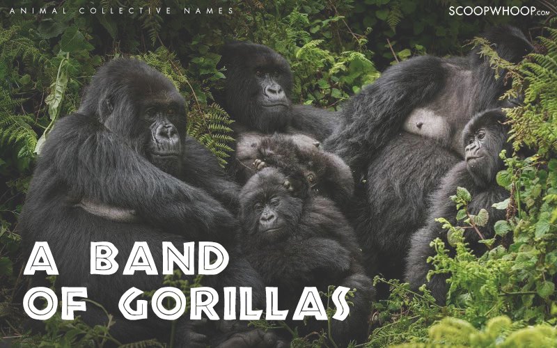 The 24 Coolest Names for Groups of Different Animals Pleated Jeans