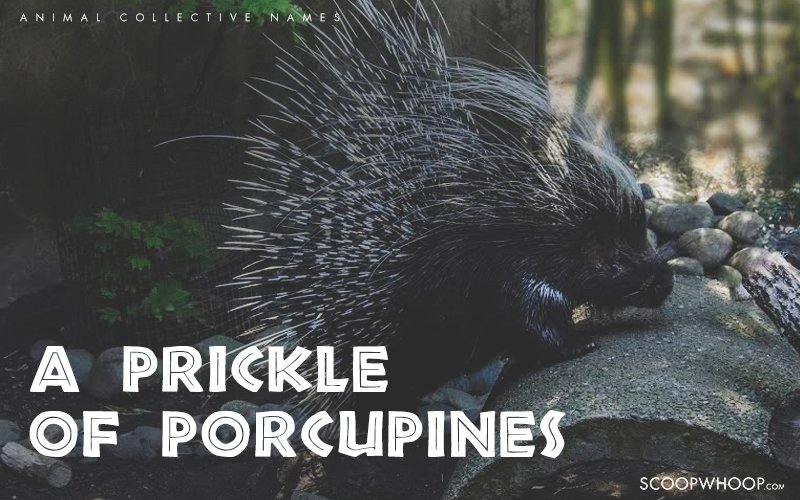 The 24 Coolest Names for Groups of Different Animals Pleated Jeans