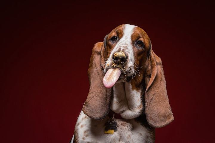 Photo Series of Dogs Licking Peanut Butter Off of Themselves (20 Pics)