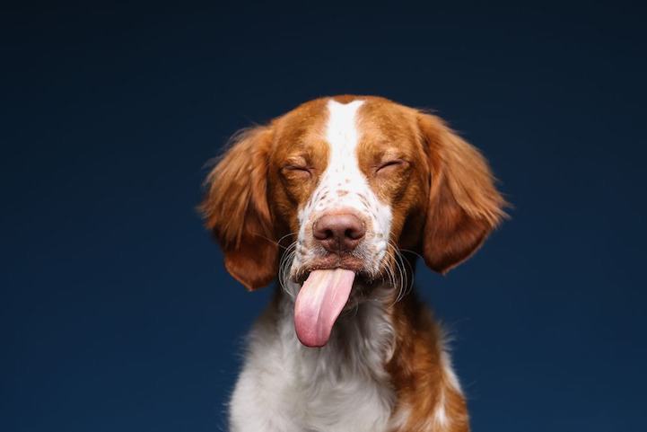 Photo Series of Dogs Licking Peanut Butter Off of Themselves (20 Pics)