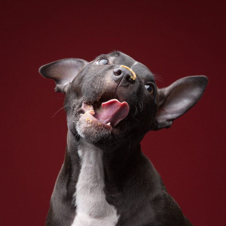 Photo Series of Dogs Licking Peanut Butter Off of Themselves (20 Pics)