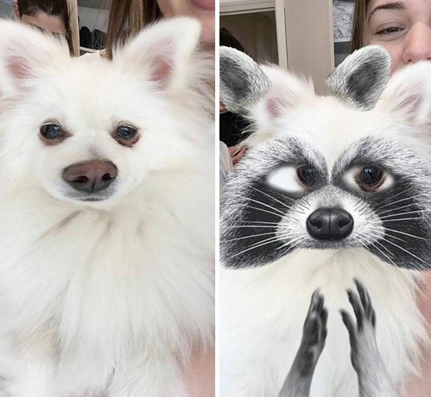 22 Snapchat Filters Used on Animals